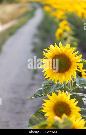 Eine Nahaufnahme, die sich auf zwei leuchtend gelbe Sonnenblumen in einem Feld neben einem verschwommenen gewundenen Feldweg konzentriert, beleuchtet vom warmen Licht der Go Stockfoto
