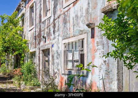 Eine verwitterte verlassene Hausfassade mit abblätternder Farbe und einem zerbrochenen Fenster, eingerahmt von überwuchertem Gartengewächs und sonnenbeschienenem Grün, das Verfall und Nostalgie evoziert Stockfoto