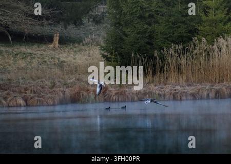 Zwei Enten, die abheben und knapp über einem nebligen See in der frühen Morgenstunde fliegen, während andere Wasservögel unten in der Nähe eines schilfreichen Ufers schwimmen. Stockfoto