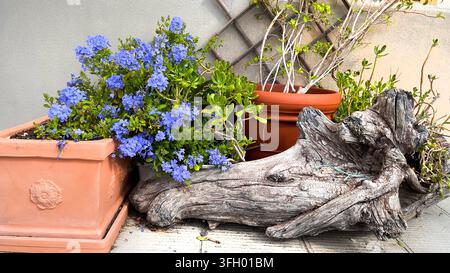 Plumbago auriculata blüht in Terrakottatöpfen. Mediterraner Gartendekor-Stylingtrends. Rustikale Außenterrassen-Patio-Design-Ideen. Stockfoto