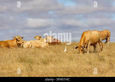 Ansicht einer Herde Kühe, die in einem trockenen, goldenen Grashalm unter einem bewölkten Himmel im Alentejo, Portugal, grasen, mit einem weißen Silberreiher in der Nähe Stockfoto