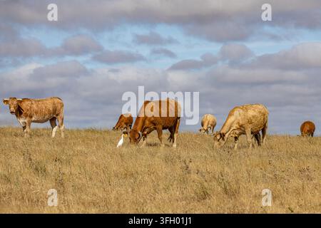 Ansicht von Kühen, die auf einem trockenen Grasfeld grasen, mit einem weißen Reiher in der Nähe unter einer bewölkten Himmelsdecke in Alentejo, Portugal. Stockfoto
