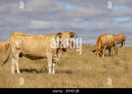 Ansicht einer gehörnten Kuh, die in einem trockenen Grasfeld steht, während andere Kühe im Hintergrund unter einem bewölkten Himmel in Alentejo, Portugal, grasen. Stockfoto