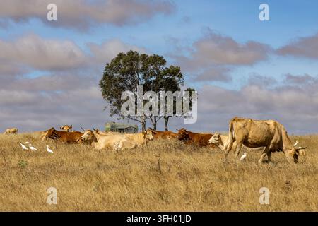 Ansicht einer Herde Kühe, die in einem trockenen, grasbewachsenen Feld mit einem großen Baum und weißen Silberreihern unter einem bewölkten Himmel in Alentejo, Portugal, grasen. Stockfoto