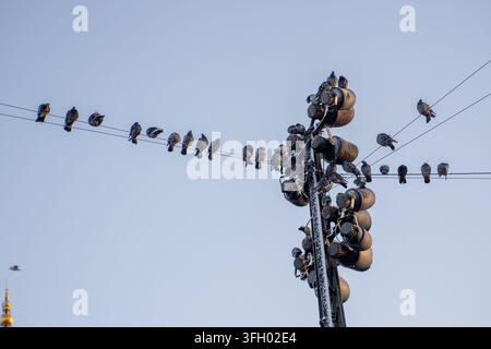 Zahlreiche Tauben versammeln sich auf Stromleitungen und einem hohen Strommast und bilden ein auffälliges Bild vor dem weichen, bewölkten Himmel Stockfoto