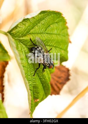 Fleischfliege (Sarcophaga sp.) ruht auf einem grünen Blatt in Les Planches-en-Montagne, Frankreich Stockfoto