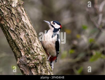 Buntspecht Dendrocopus major, Seitenansicht, auf einem Holunderbaumstamm im Wald sitzend. November. Stockfoto