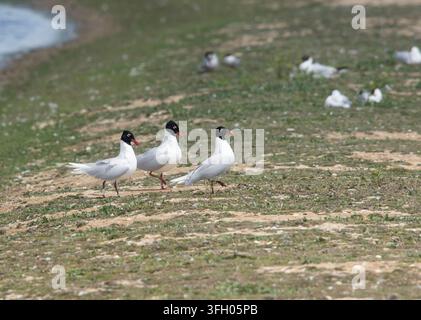 Mittelmeermöwe Larus melanocephalus, drei Vögel, die ein Marschritual am Rand einer Brutkolonie von Schwarzkopfmöwen durchführen. Juni. Stockfoto