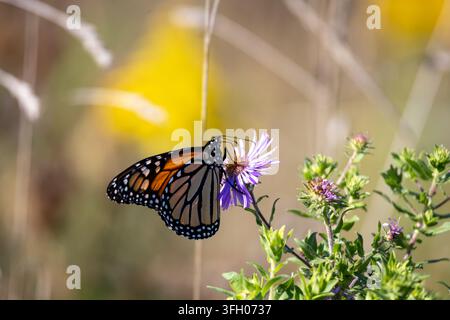 Monarchfalter, der auf einer violetten Wildblume in einer Spätsommerwiese sitzt, mit verschwommenem Goldrute und Gräsern, die eine natürliche saisonale Kulisse bilden. Stockfoto
