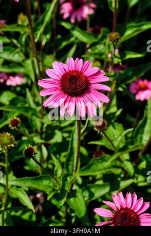 Eine glänzende Echinacea-Blüte (Purpur-Sonnenhut) im hellen Sonnenschein nach dem Regen mit ihrem Laub im Hintergrund. Stockfoto