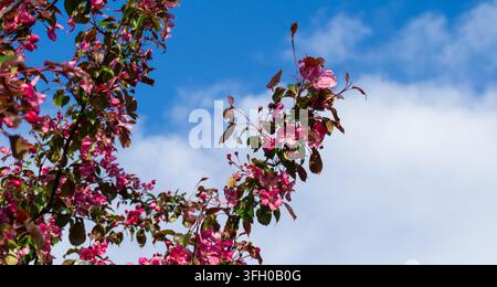 Lebendige rosa Malus-Blüten blühen an Ästen vor einem wolkigen blauen Himmel. Schöne helle Apfelbaumblüten in einem sonnigen Frühlingspark. Natürlicher Hintergrund Stockfoto
