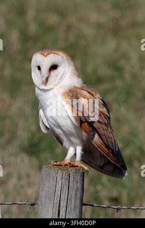 Schleiereule, Tyto alba Männchen, das tagsüber auf einem Zaunpfahl sitzt Stockfoto