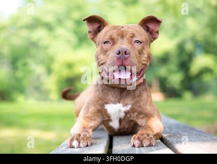Ein glücklicher Pit Bull Terrier Mischlingshund liegt auf einer Bank und hechelt Stockfoto