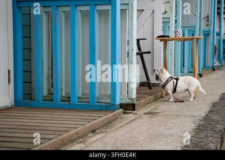 Weißer Hund an roter Leine schaut zu Strandhütten mit blau gestrichenen Holzgeländern am Bridlington South Beach, East Yorkshire auf Stockfoto