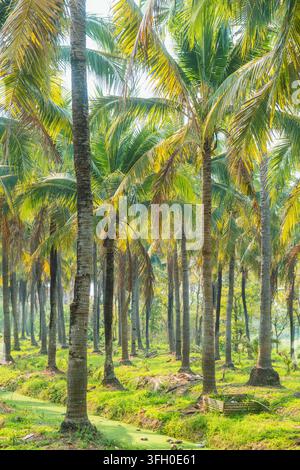Kokospalmen, die um flache Wasserkanäle in einem tropischen Hain in Chiang Mai, Thailand, wachsen. Tropische Natur, nachhaltiger Tourismus, Öko-Reisen Stockfoto