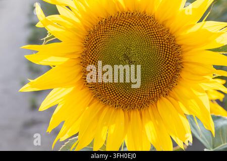 Nahaufnahme eines gelben Sonnenblumenkopfs. Das Bild zeigt das geometrische Muster der zentralen Scheibenblüten und der umgebenden Blütenblätter vor einem Stockfoto