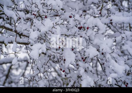 Schnee an einem Hagebuttenbaum mit gefrorenen Beeren im Winterpark, Ukraine. Winterwald mit schneebedeckten Bäumen. Ruhige Winterlandschaft Stockfoto