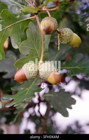 Eichen (Quercus), Nuss, Nahaufnahme, Herbst, Eicheln, die an einem Ast des Baumes hängen Stockfoto