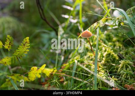 Ein kleiner, hellbrauner Pilz wächst auf dem feuchten Waldboden und gedeiht zwischen Moos im Naturschutzgebiet Auttiköngäs, Finnland. Stockfoto