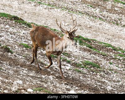 Männlicher Rothirsch (Cervus elaphus) läuft auf einem felsigen Hang im Parc Polaire, Chaux-Neuve, Frankreich Stockfoto