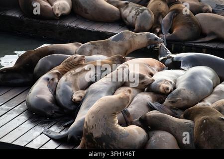 Seelöwen drängen sich zum Ausruhen auf den Holzstegen an Pier 39 in San Francisco, Kalifornien. Stockfoto