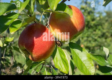 Nahaufnahme von reifen Äpfeln an einem Baum in einer Obstplantage im ländlichen Lancaster County, Pennsylvania Stockfoto