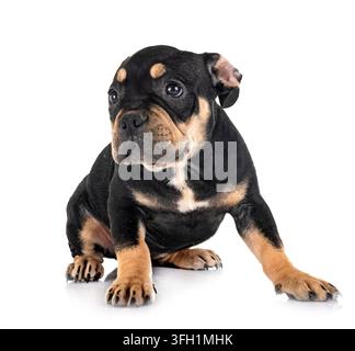 Welpen american Bully vor weißem Hintergrund Stockfoto