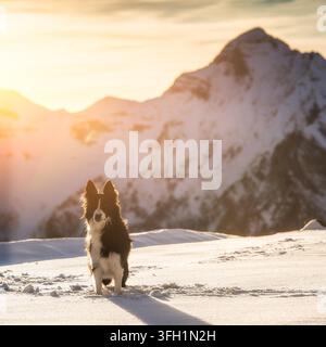 Border Collie im Schnee Stockfoto