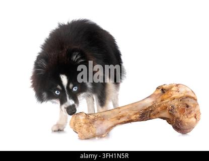 Bild eines Pomhimmels vor weißem Hintergrund Stockfoto
