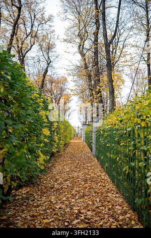 Schmaler Pfad, der mit gefallenen Blättern zwischen Hecken im Sommergarten von Sankt Petersburg bedeckt ist Stockfoto