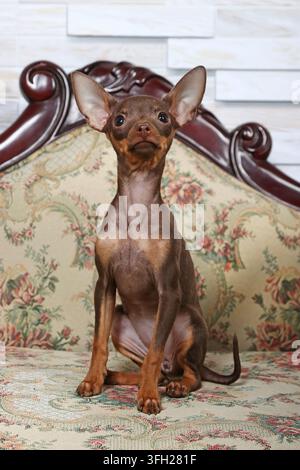 Ein brauner Toy-Terrier-Hund sitzt auf einem Sofa und schaut in die Kamera. Hunde-Nahaufnahme. Stockfoto