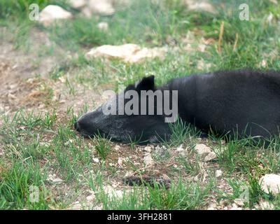 Polarfuchs (Vulpes lagopus) in dunklem Sommerfell, der am Boden im Parc Polaire, Chaux-Neuve, Frankreich ruht Stockfoto