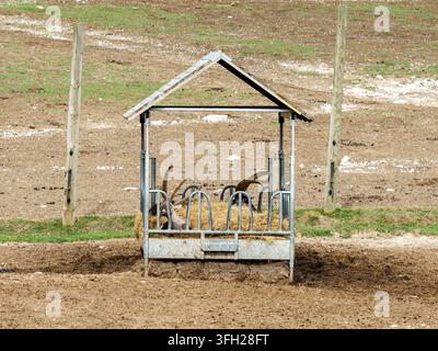 Alpensteinbock (Capra ibex) frisst Heu in einem Gehege in Gefangenschaft Stockfoto