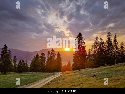 Sonnenuntergang über den Karpaten in der Bukowina, Rumänien, mit einem Feldweg, der sich durch eine Wiese schlängelt, die von Nadelbäumen gesäumt ist. Stockfoto
