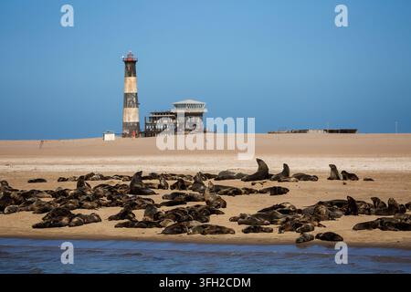 Kapsiegelkolonie an der Atlantikküste mit dem Leuchtturm von Cape Cross in Namibia Stockfoto