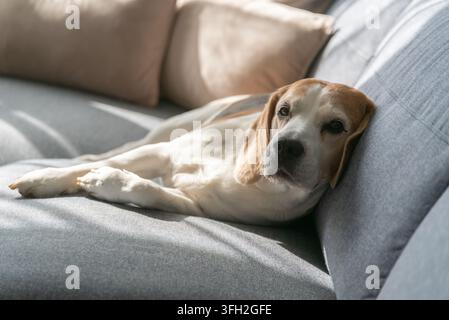 Ein schläfriger Beagle ruht bequem auf einem grauen Sofa, das in weiches natürliches Licht getaucht ist. Die friedliche häusliche Szene fängt einen gemütlichen Moment der Entspannung im Innenraum ein Stockfoto