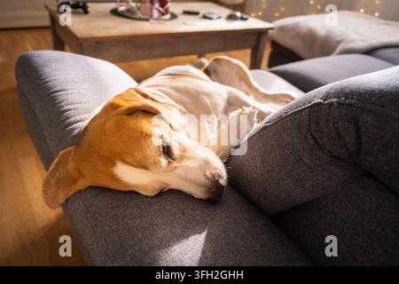 Ein schläfriger braun-weißer Hund genießt ein tiefes Nickerchen auf einem bequemen grauen Sofa in einem warmen, sonnendurchfluteten Wohnzimmer. Die Atmosphäre ist gemütlich und friedlich. Stockfoto