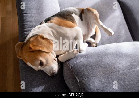 Ein müder dreifarbiger Beagle liegt auf der Seite und schläft fest auf einer weichen grauen Couch. Diese gemütliche Innenszene fängt einen Moment häuslicher Ruhe ein. Stockfoto