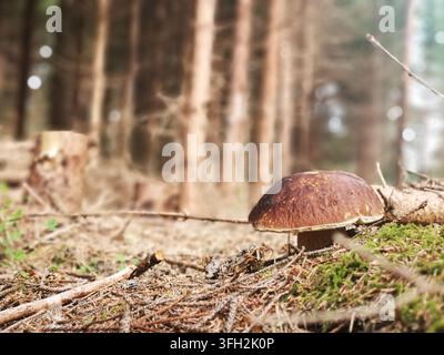 Porcini-Pilz (Boletus edulis, Boletus pinophilus) in einem Wald im Herbst Stockfoto