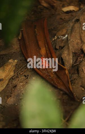 Ansicht eines lebhaften Erdbeer-Giftpfeilfrösches, der auf einem braunen abgefallenen Blatt auf dem Waldboden in der Nähe von Red Frog Beach auf der Insel Bastimentos, Bocas del Stockfoto