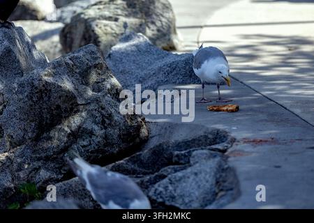 Möwe untersucht neugierig ein Stück Toast auf einem Betonweg in der Nähe von Felsen, Granville Island, Aquabus-Fährhafen, Vancouver, BC, Kanada Stockfoto
