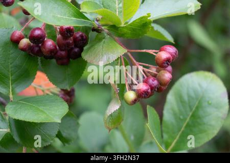 Bündel dunkelviolett-schwarzer Aroniabeeren, die von einem Ast mit gezackten grünen Blättern hängen. Die glänzende Frucht und das natürliche Licht erzeugen einen lebendigen Spätherbst Stockfoto