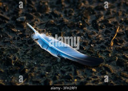 Blaue Schmetterling ruht vor einem dunklen Hintergrund Stockfoto