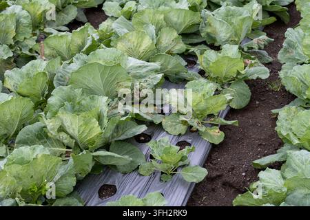 Reifende Kohlpflanzen mit sichtbaren Blattschäden wachsen in kultivierten Reihen durch Plastikmulch in der Nähe des Balisee Batur auf Bali, Indonesien. Stockfoto
