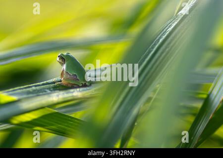 Grüner Baumfrosch ruht auf einem schlanken Stängel Stockfoto