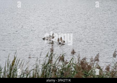Eine Graugans und Stockenten ruhen auf einem teilweise im Wasser liegenden Baumstamm. Plätscherndes Seewasser umgibt die Vögel, während Schilf den Vordergrund einrahmt. Stockfoto