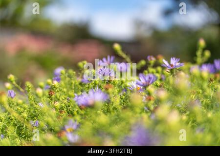 Lila Astern erheben sich durch weich verschwommenes grünes Laub. Eine flache Tiefenschärfe trennt die zentralen Blüten von rosa Blüten in der Ferne. Stockfoto