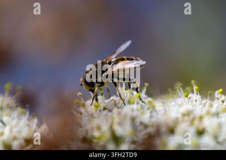 Schwebfliege (Ordnung Diptera) am Double Lock (Exeter Ship Canal), Devon, UK Stockfoto