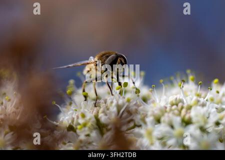 Schwebfliege (Ordnung Diptera) am Double Lock (Exeter Ship Canal), Devon, UK Stockfoto