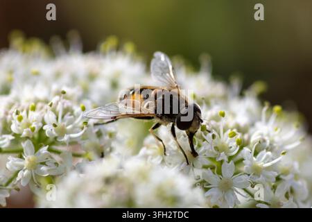 Schwebfliege (Ordnung Diptera) am Double Lock (Exeter Ship Canal), Devon, UK Stockfoto
